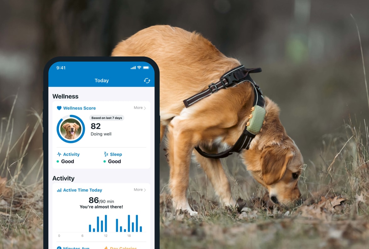 Écran de smartphone du suivi d'activité Tractive avec traceur Tractive GPS Dog 4