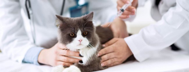 un gatto viene microchippato