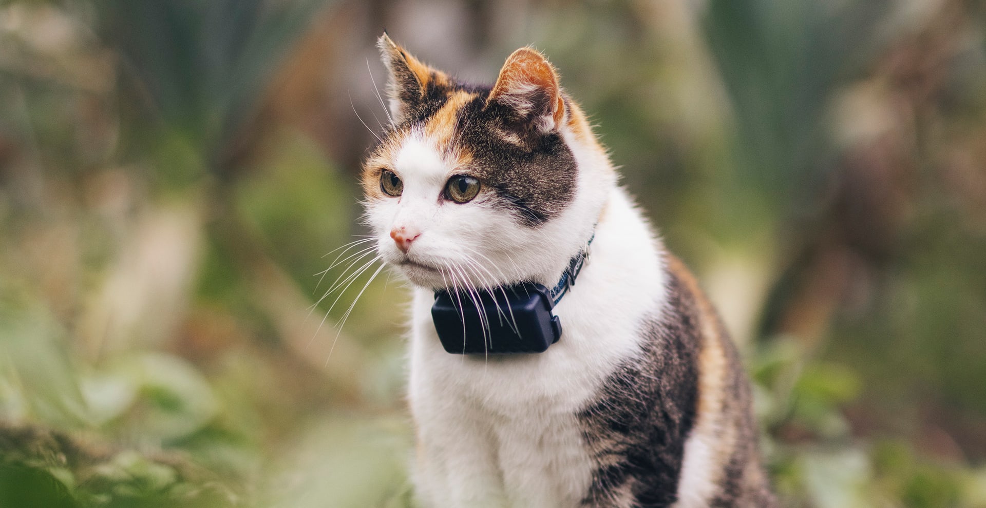 Kot w plenerze z lokalizatorem tractive cat mini