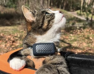 Kot z lokalizatorem Tractive GPS