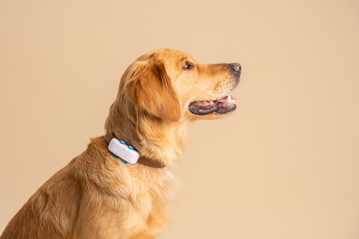 Nowy lokalizator Tractive GPS DOG 4 — widok z bliska