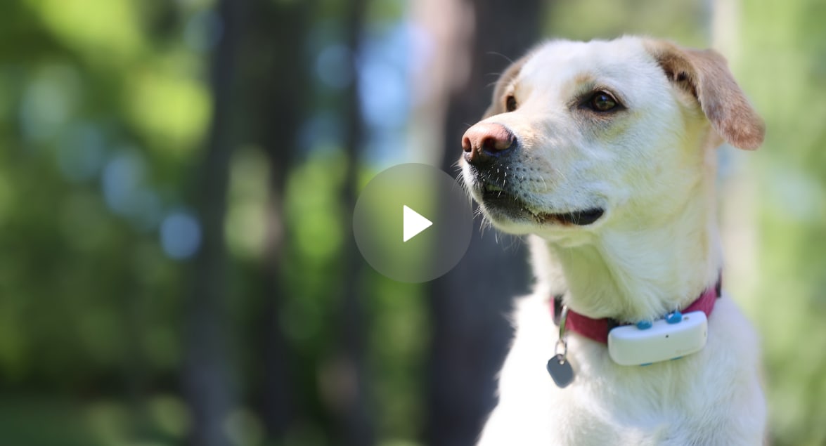 Jak założyć lokalizator Tractive GPS DOG 4?