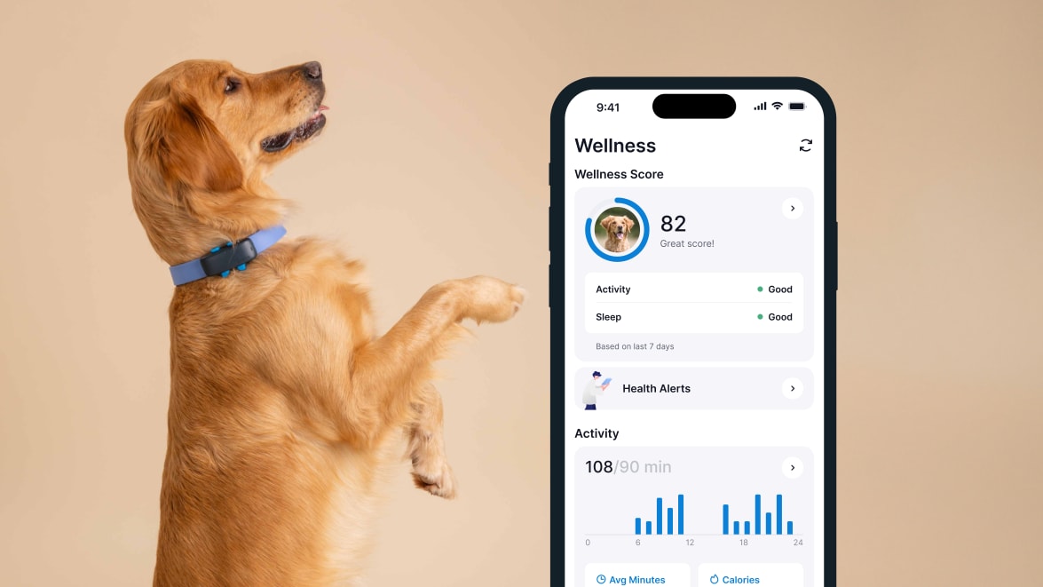 Funkcja monitorowania aktywności za pomocą nowego lokalizatora Tractive GPS DOG 4 na smartfonie