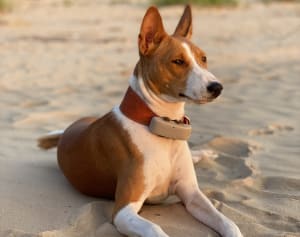Basenji z lokalizatorem Tractive GPS
