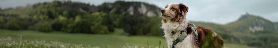 Femme et chien assis l'un à côté de l'autre