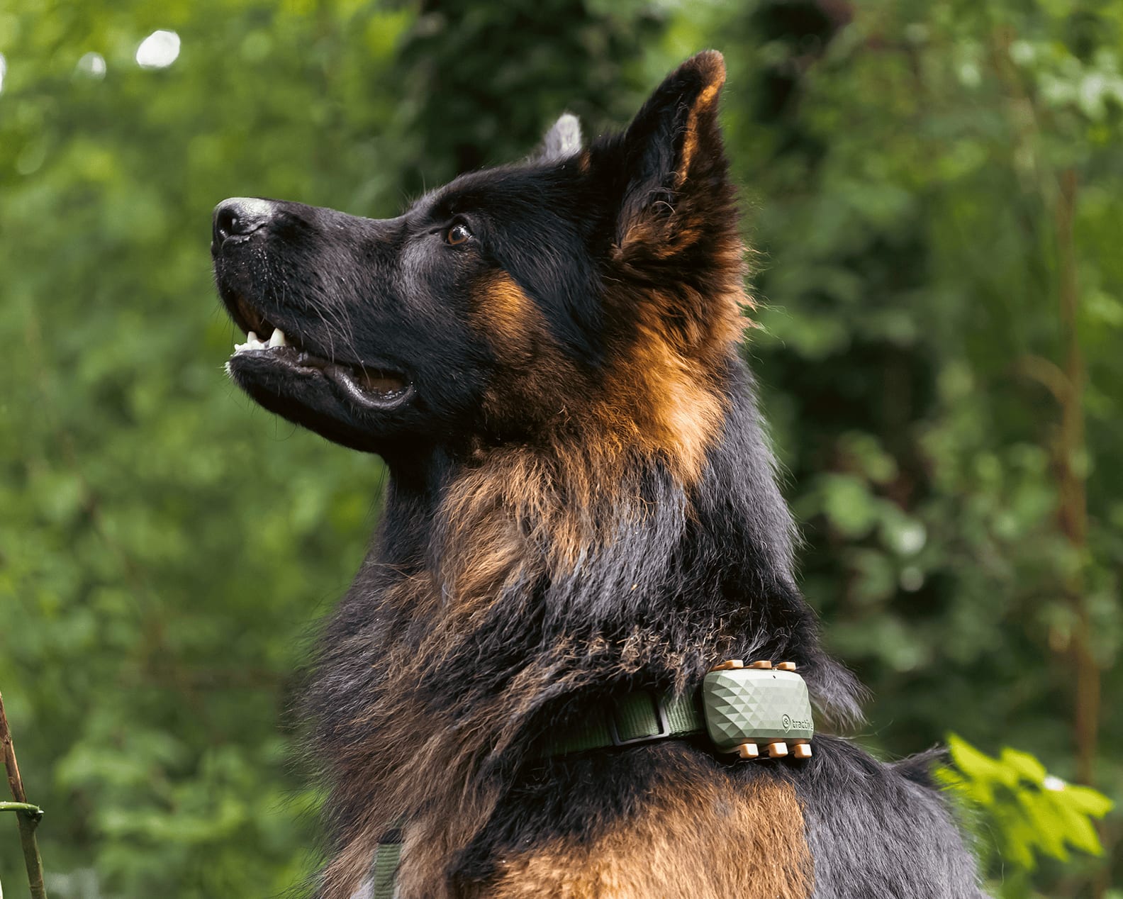 Chien avec un GPS Tractive