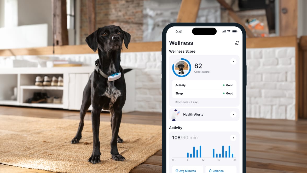 Funkcja monitorowania aktywności za pomocą nowego lokalizatora Tractive GPS DOG 4 na smartfonie