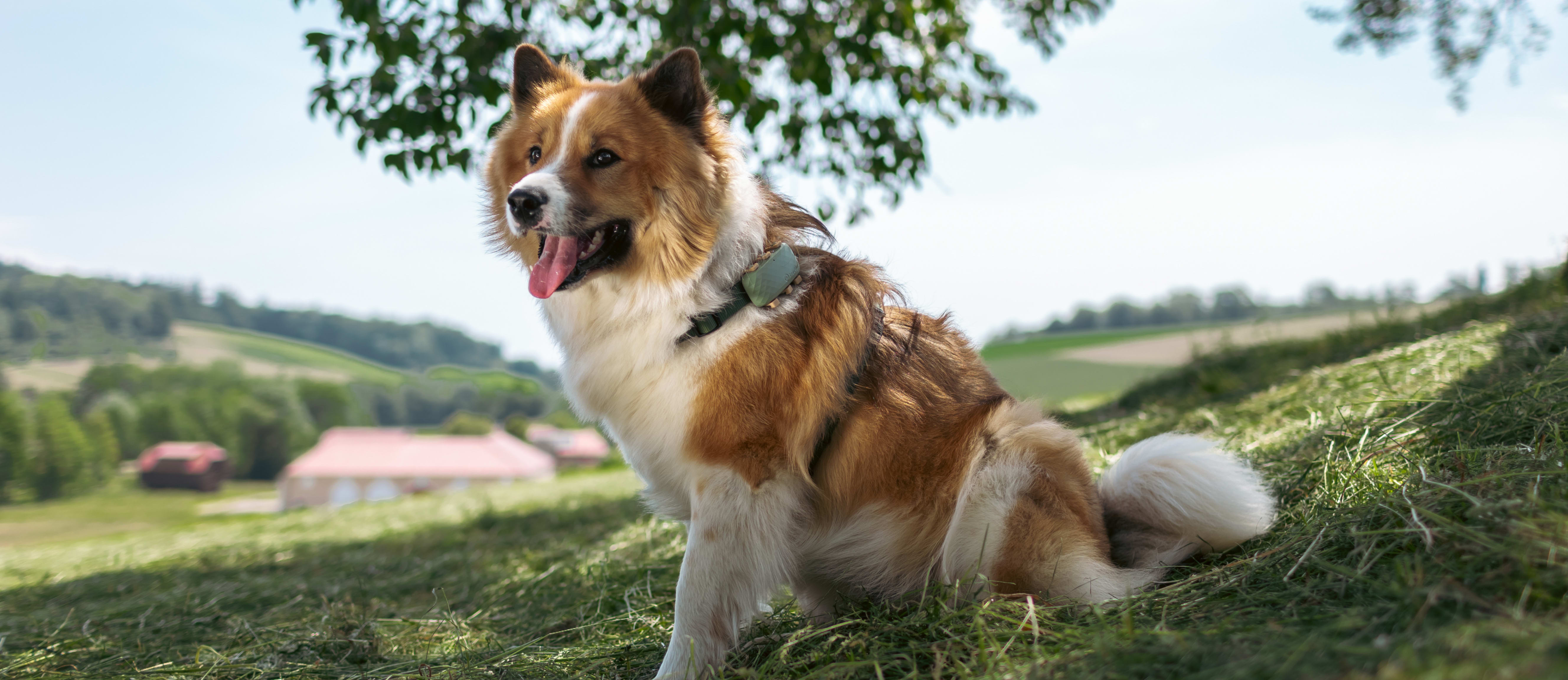 Chien avec un GPS pour chien Tractive