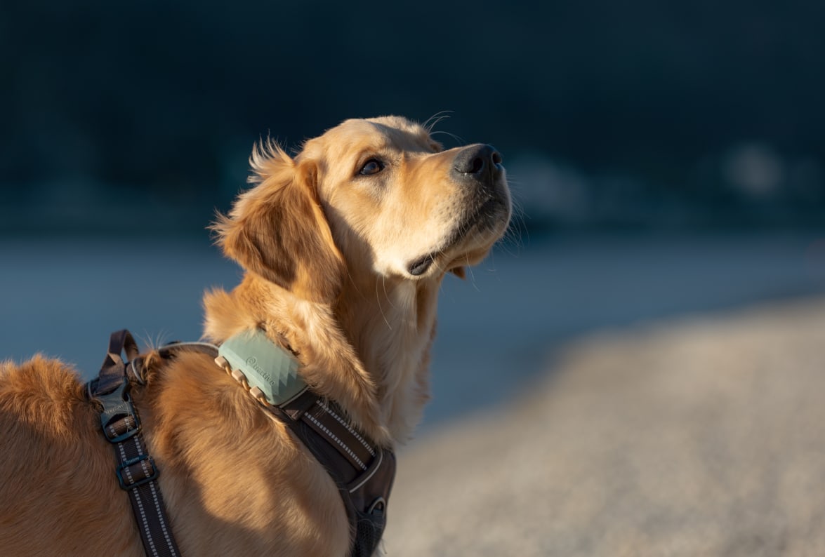 Petit chien avec un GPS Tractive en ville