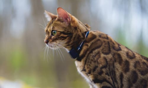Ekran telefonu z funkcją śledzenia GPS