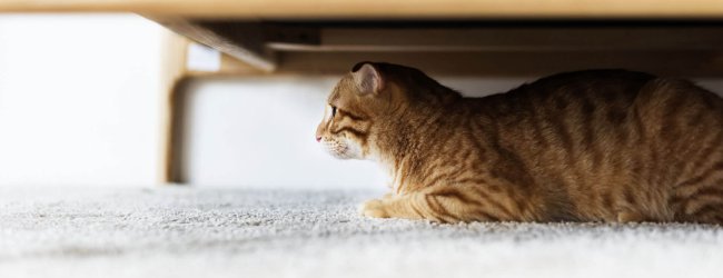 Katt som gömmer sig under säng