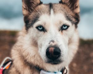 Husky z lokalizatorem Tractive GPS