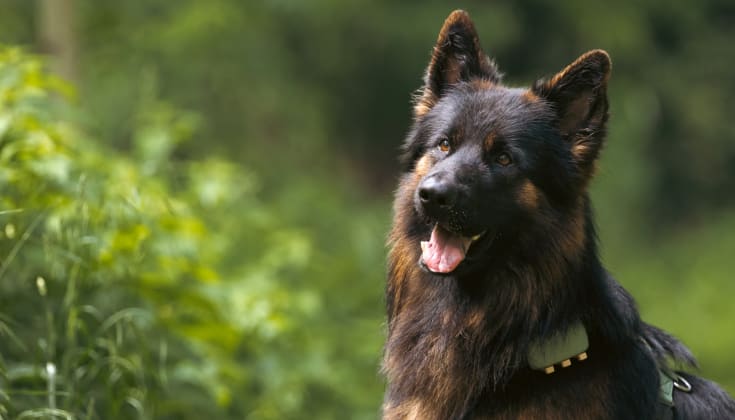 Calculateur IMC pour chien