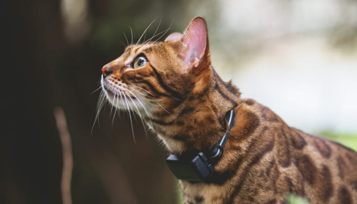 Chats
