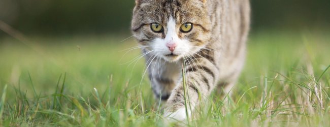katt som går på gräs och tittar rakt in i kameran