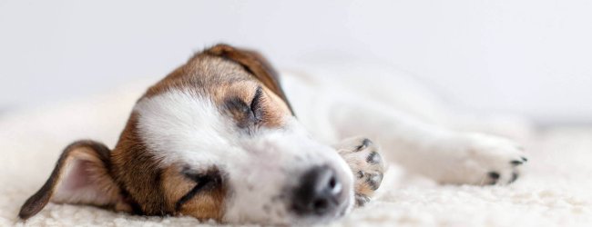 liten hund som ligger och sover på beige hundbädd
