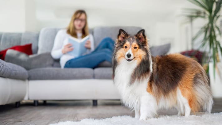Chien avec son propri\u00E9taire sur le canap\u00E9