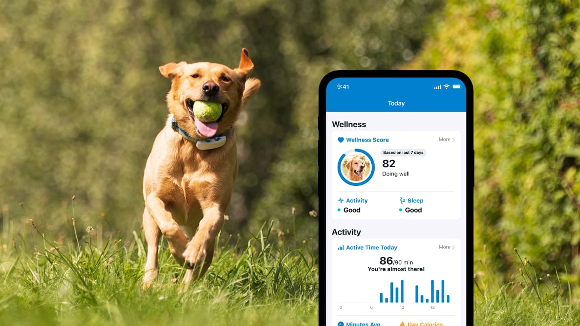Funkcja monitorowania aktywności za pomocą nowego lokalizatora Tractive GPS DOG 4 na smartfonie