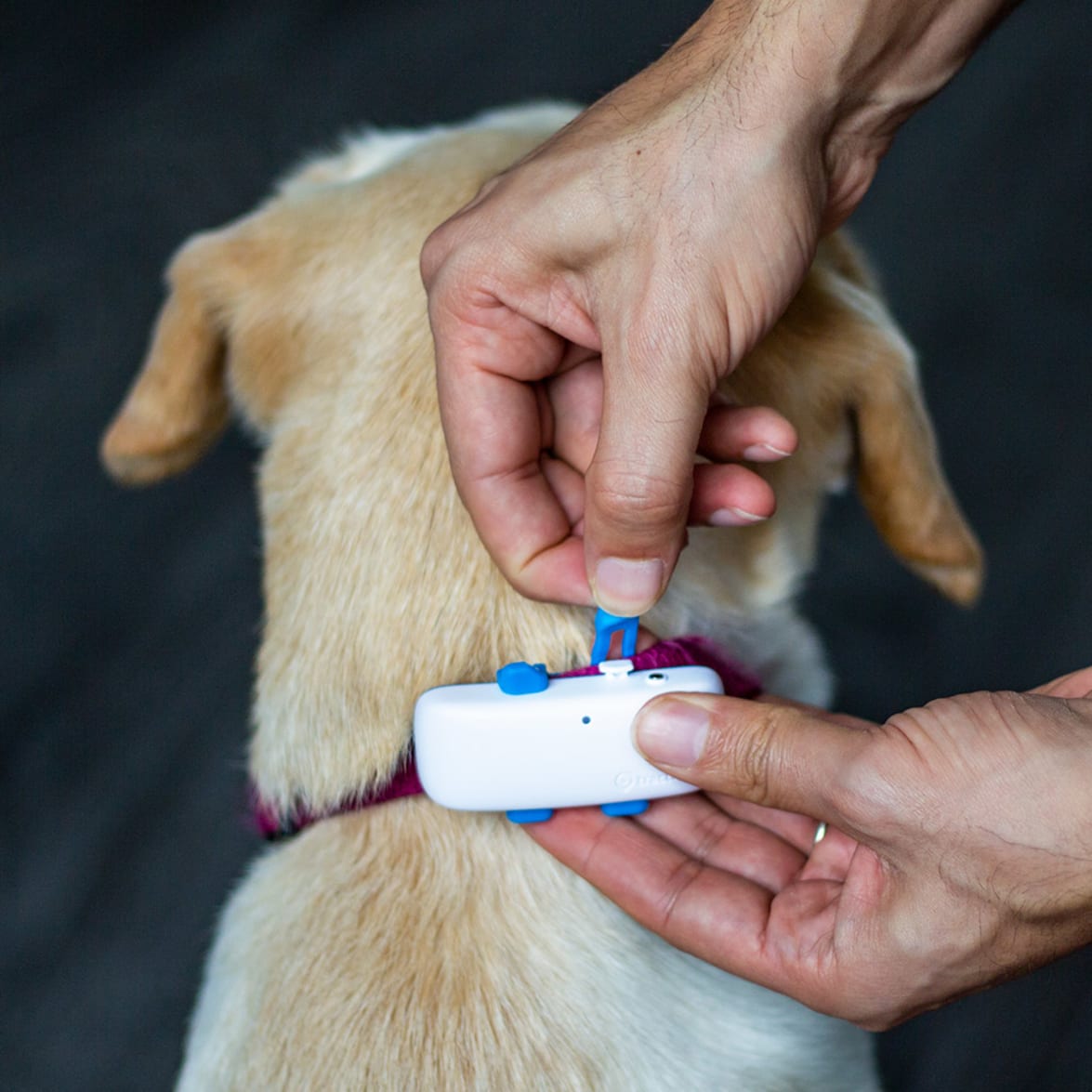 Jak założyć lokalizator Tractive GPS DOG 4?