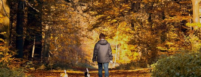 En man som rastar två små hundar i skogen på hösten