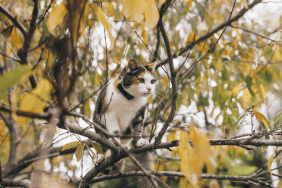 Mandi assise dans un arbre portant son Tractive CAT Mini