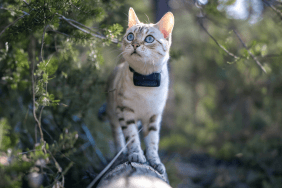 Alice perchée sur une branche portant son Tractive CAT Mini