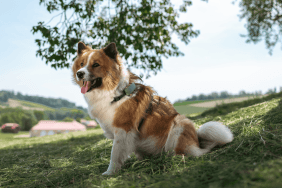 Anjo assis à l'ombre dans un champ portant son Tractive DOG XL