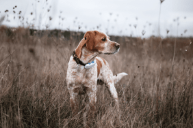 Frido debout dans un champ portant son Tractive DOG 4/LTE