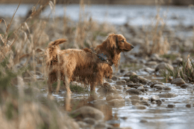 Simba au milieu d'un marais portant son Tractive DOG 4/LTE