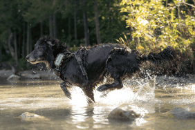 Penny courant dans l'eau portant son Tractive DOG XL Adventure