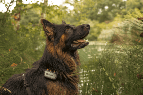 Cody dans la nature portant son Tractive DOG XL Adventure