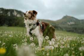 Hana debout dans un champ portant son Tractive DOG XL