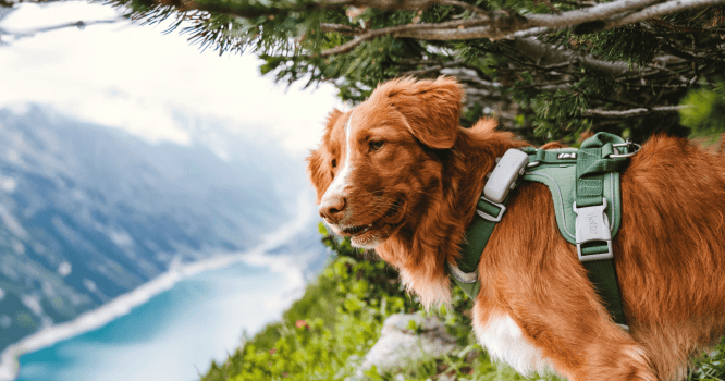 Nash, le chien Tractive, au « travail » au bureau